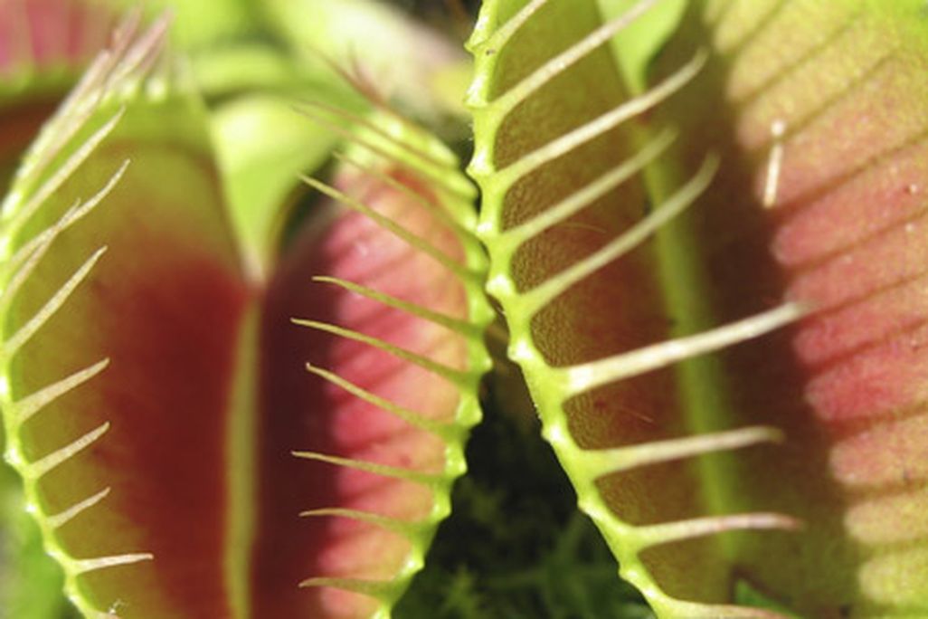 flytrap-631.jpg