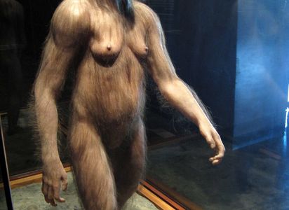 A reconstruction of Lucy, an Australopithecus afarensis. Lucy probably walked much slower than taller members of her species.