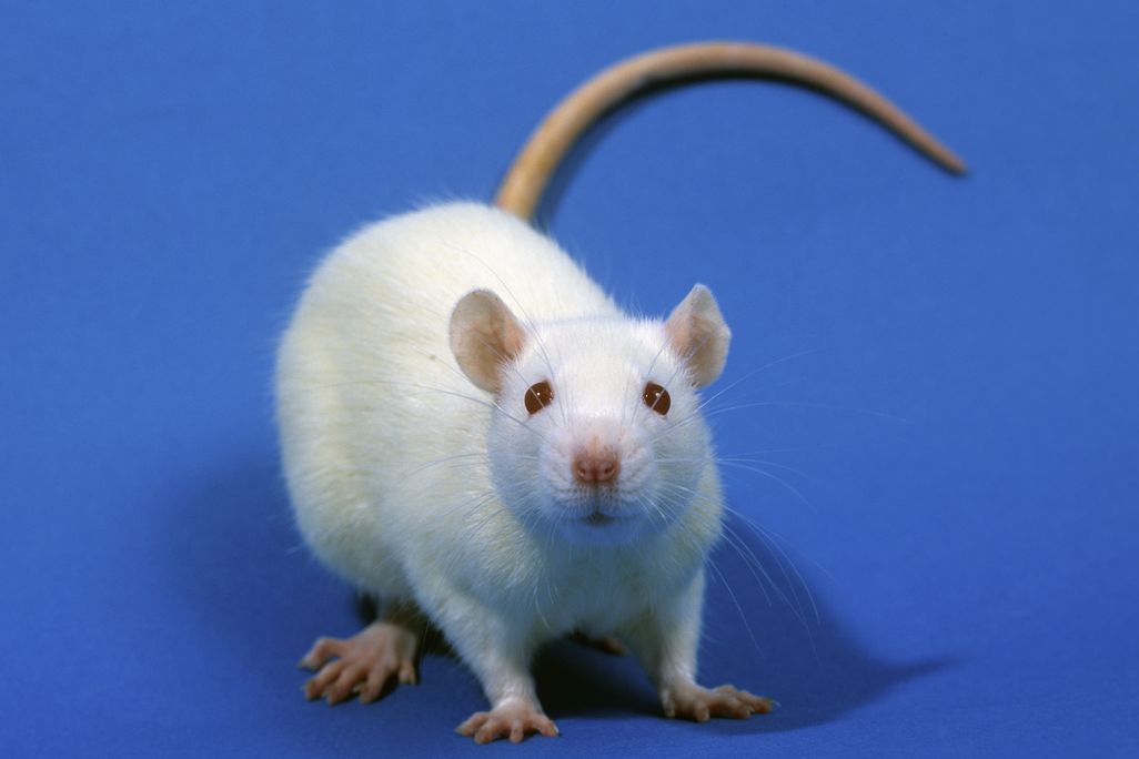 rat