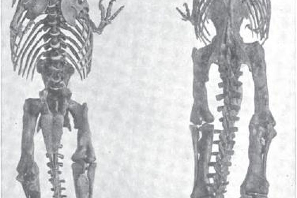 20110520083310tyrannosaurus-amnh-osborn.jpg
