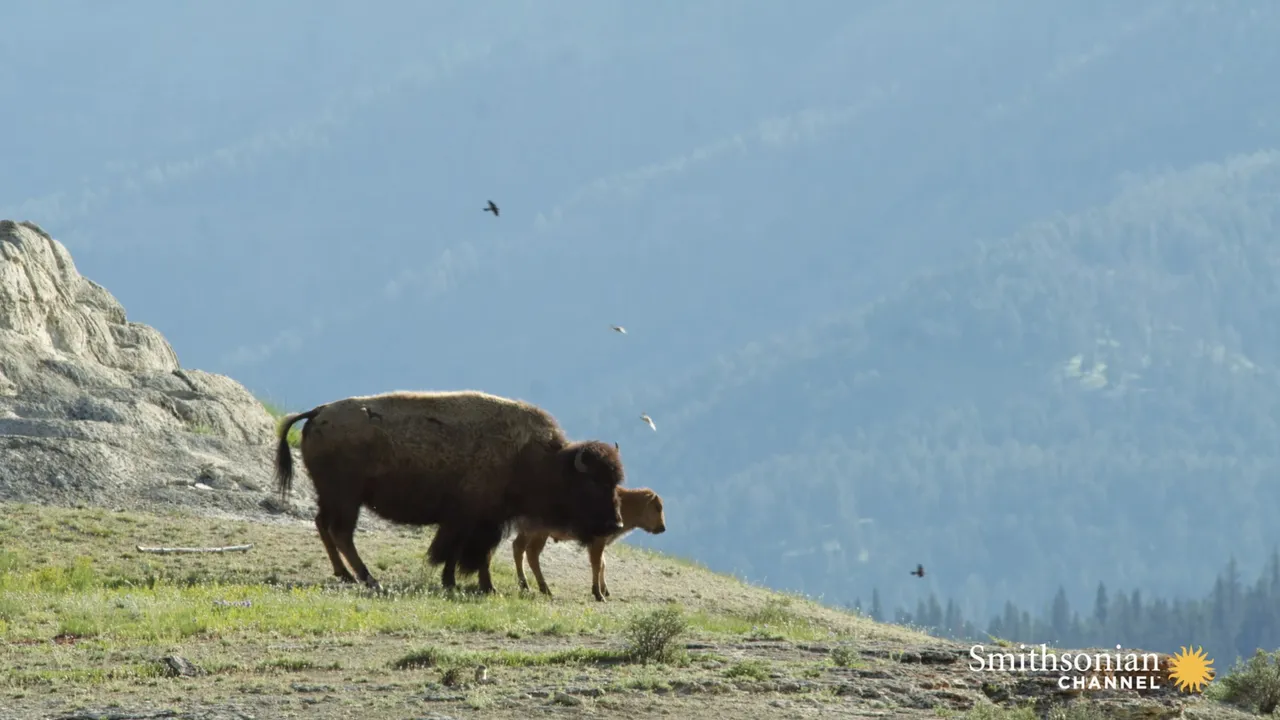Preview thumbnail for How Bison Are Helping Cliff Swallows Build Their Nests