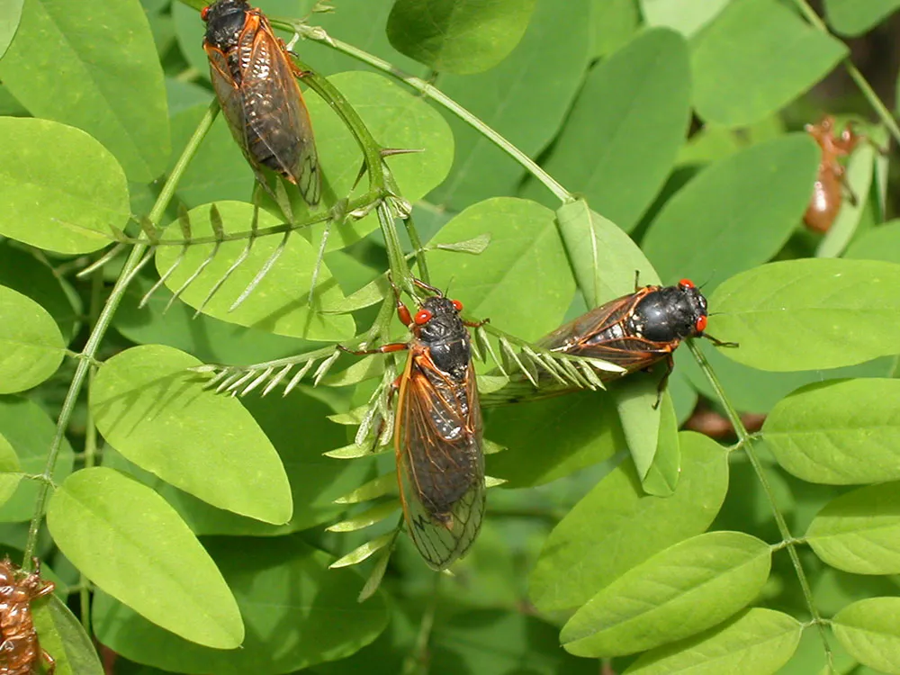 Cicada in Virginia