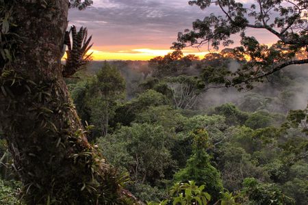 Yasuní National Park with the sun just under the horizon. 