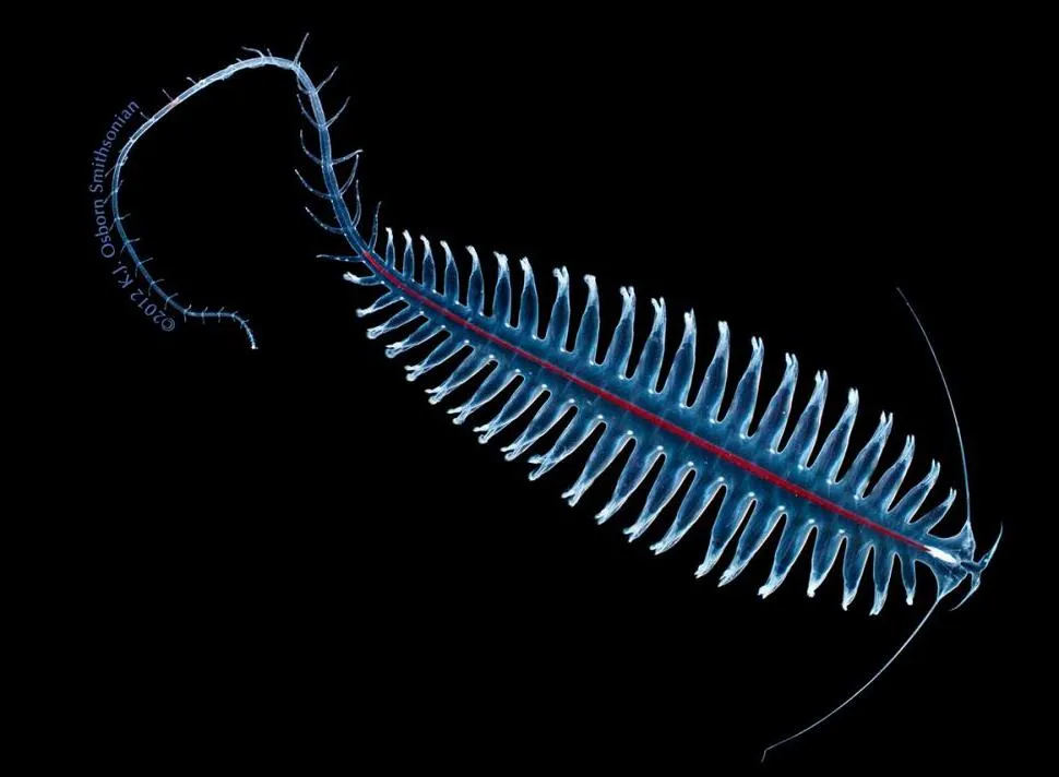 A light blue and red tomopterid worm swimming in black water. A light blue credit line along the worm's end reads "Copyright 2012 K.J. Osborn, Smithsonian."