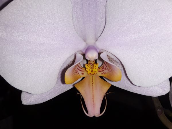 An Angel of an Orchid! thumbnail