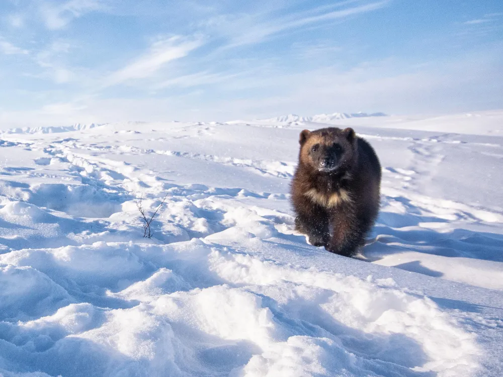 Female wolverine on Arctic tundra on Alaska's North Slope - social media opener