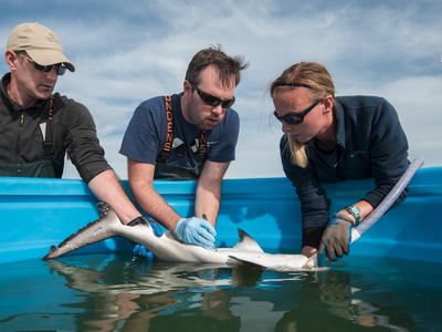 Matt Ogburn, Charles Bangley, and SERC intern Michelle Edwards (L to R) surgically implant an acoustic transmitter into a juvenile Bull Shark. Credit: Jay Fleming/SERC