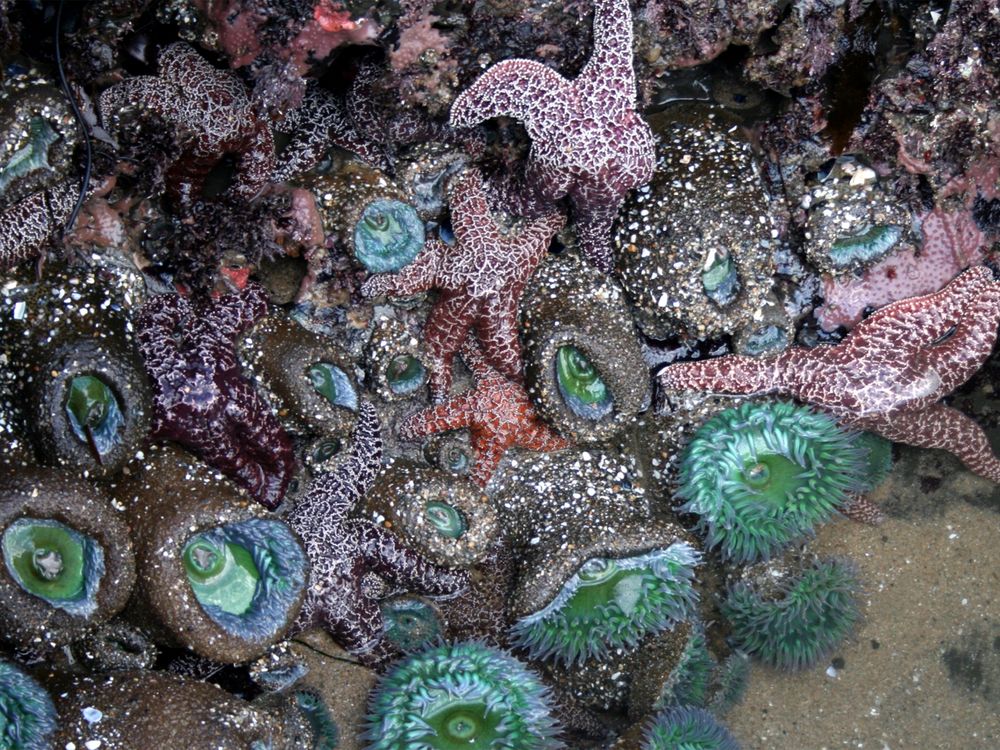 Tide pools with sea stars and sea anemone