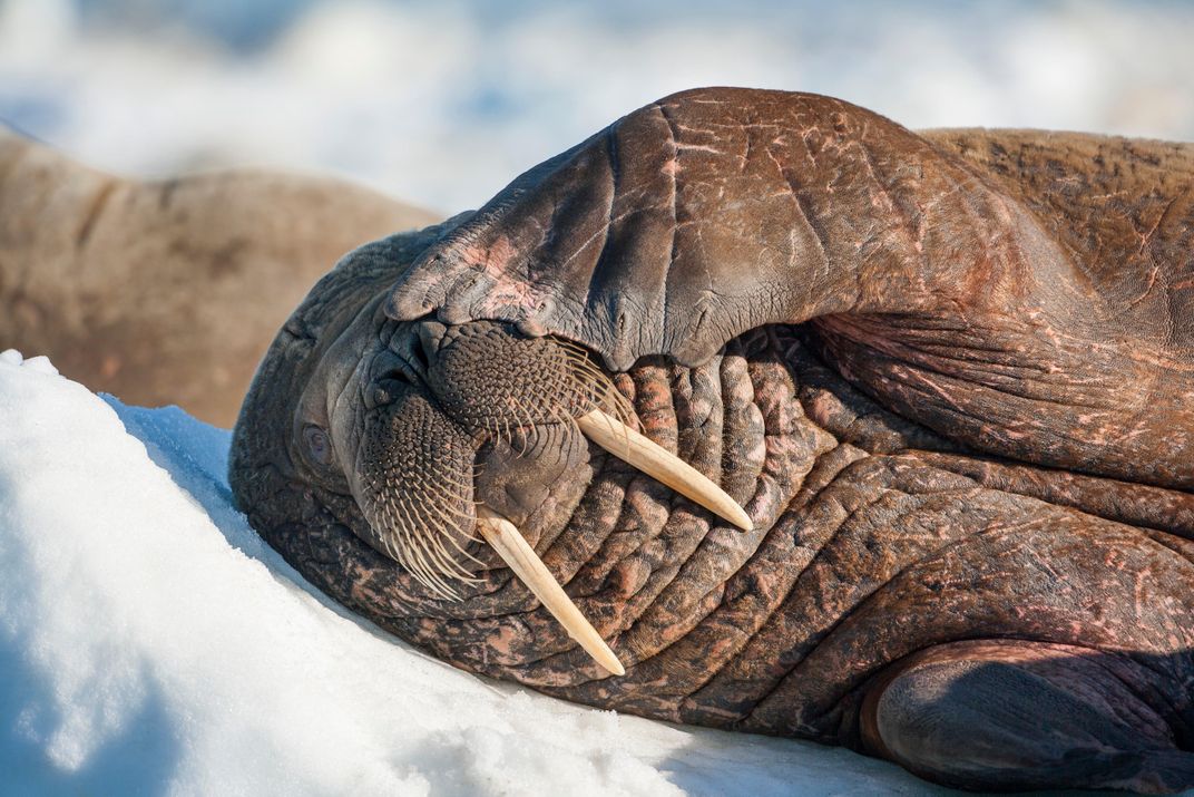 Inuit Wisdom and Polar Science Are Teaming Up to Save the Walrus