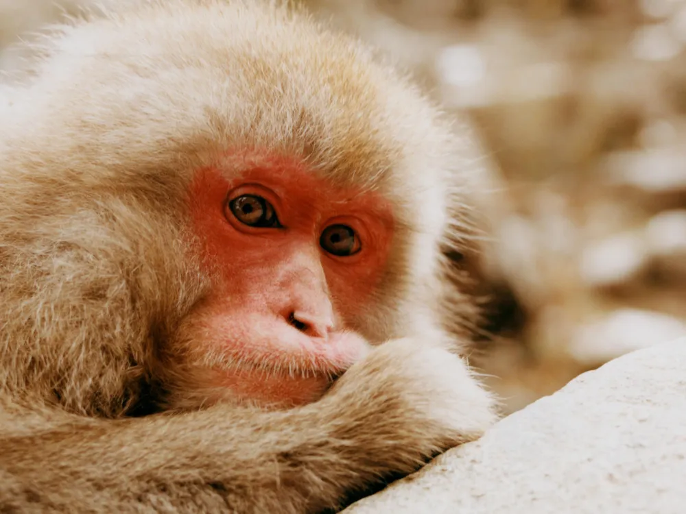 SOCIAL OPENER - female macaque