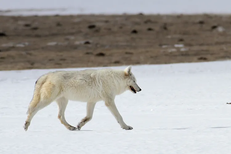 a white wolf walks to the right across white snow with vegetation in the background