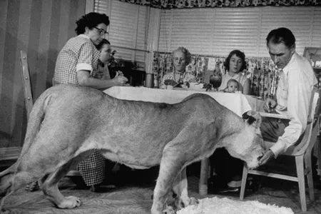 This lion is hungry–for meatloaf!