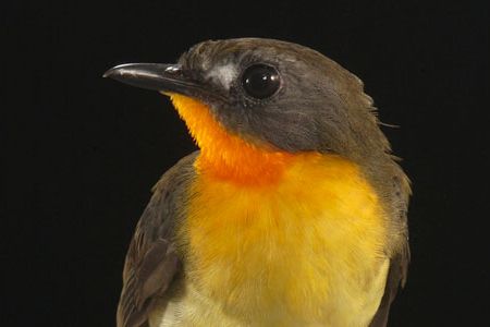 After discovering a new species of bird, research ornithologist Brian Schmidt made sure to give it a proper name: "stout bird that bears a flam-colored throat."