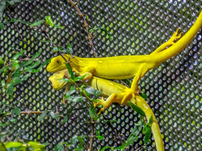 Two Climbing Gecko's | Smithsonian Photo Contest | Smithsonian Magazine