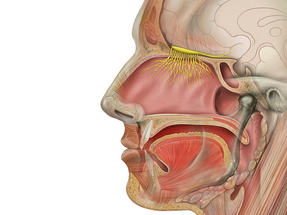 An illustration of the anatomy of a person's profile with all the cavities, muscles and bones.