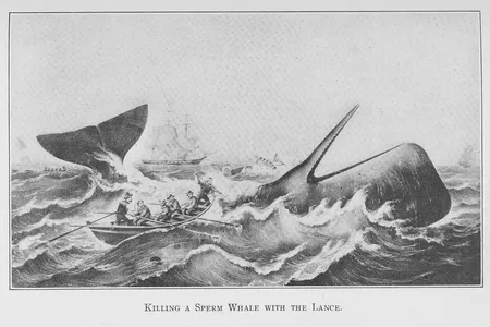 Whaling captured the popular imagination.
