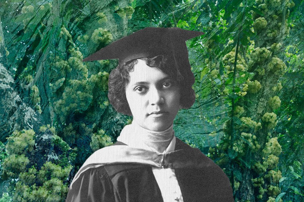 Illustration of Alice Ball in front of a grove of chaulmoogra trees