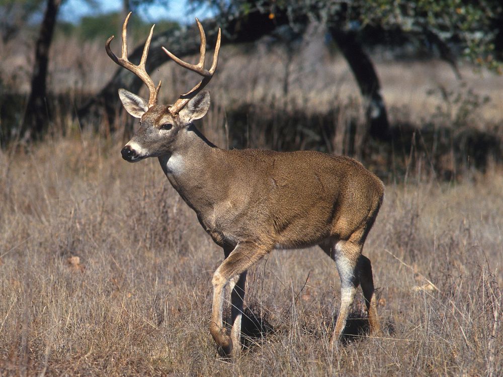 An image of a buck standing in a field of dried grass. 