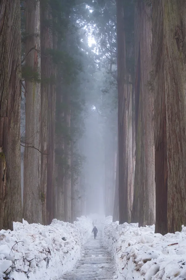 The giant Cedar trees alley of Togakushi thumbnail