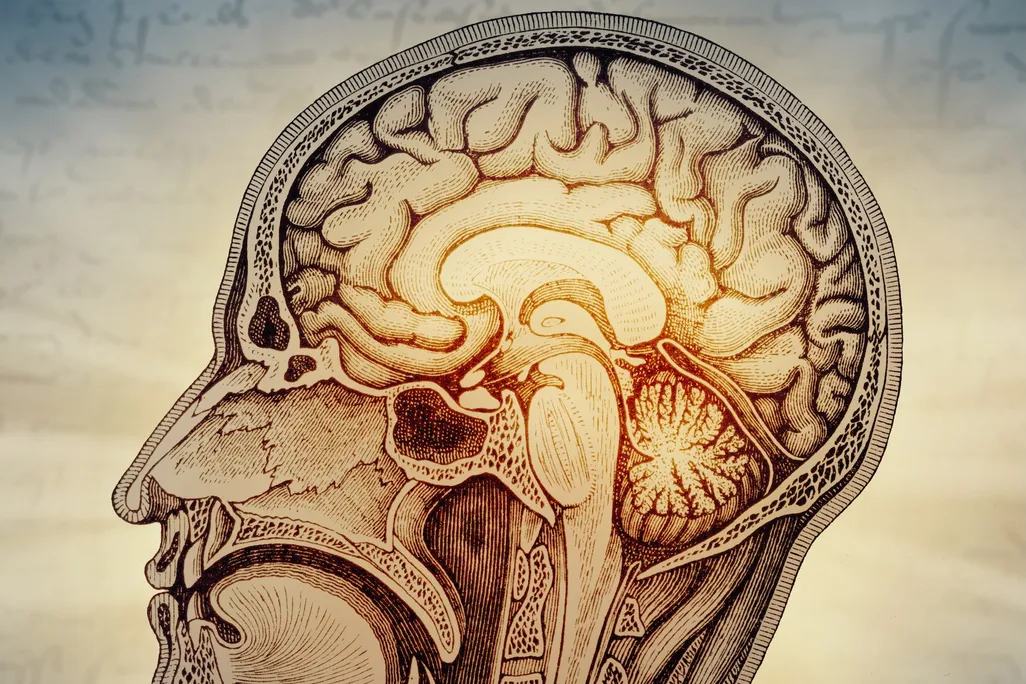 illustration of a brain in a head