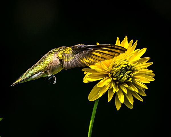 hummingbird feeding on backyard flowers thumbnail