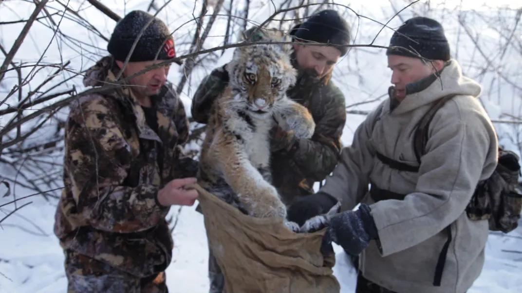 scientists hold a baby tiger and put it in a bag