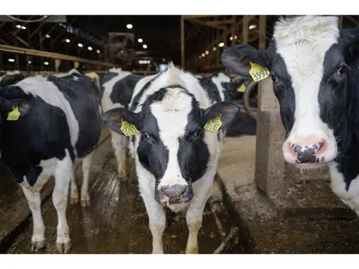 OPENER-Dairy farms like this one run by the Barstow family in Hadley, Massachusetts, make smart use of a substance cows produce in abundance.