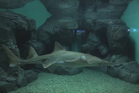 Reports found that critically endangered largetooth sawfish are sometimes passed off as shark in some fish markets.