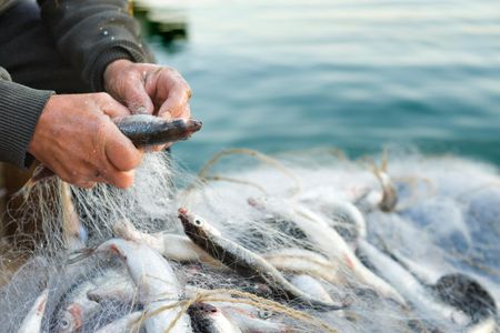 Humans take 14 times more adult biomass from the oceans than other marine predators.