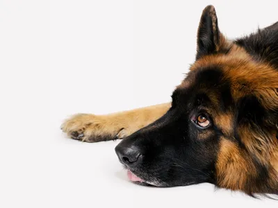 Winston, a 100-pound longhaired German shepherd, is a veteran participant in a series of research projects at Yale.
