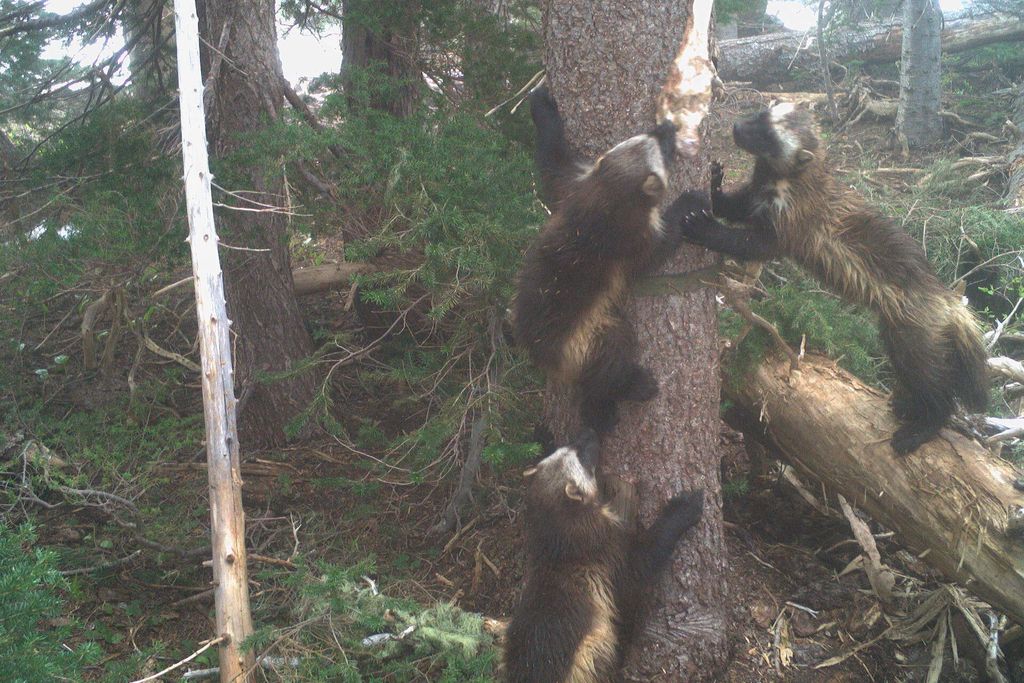 Wolverines