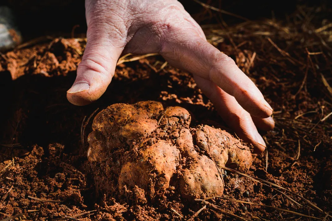 large bianchetto truffle in the ground