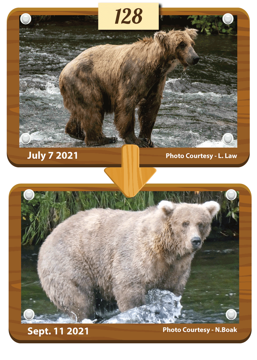 A composite before and after photo of bear 128 Grazer