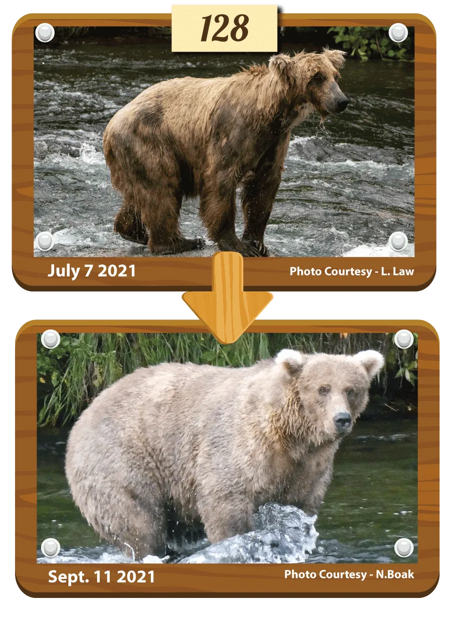 A composite before and after photo of bear 128 Grazer