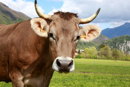 Mad cow disease, like other prion diseases, is still not fully understood.