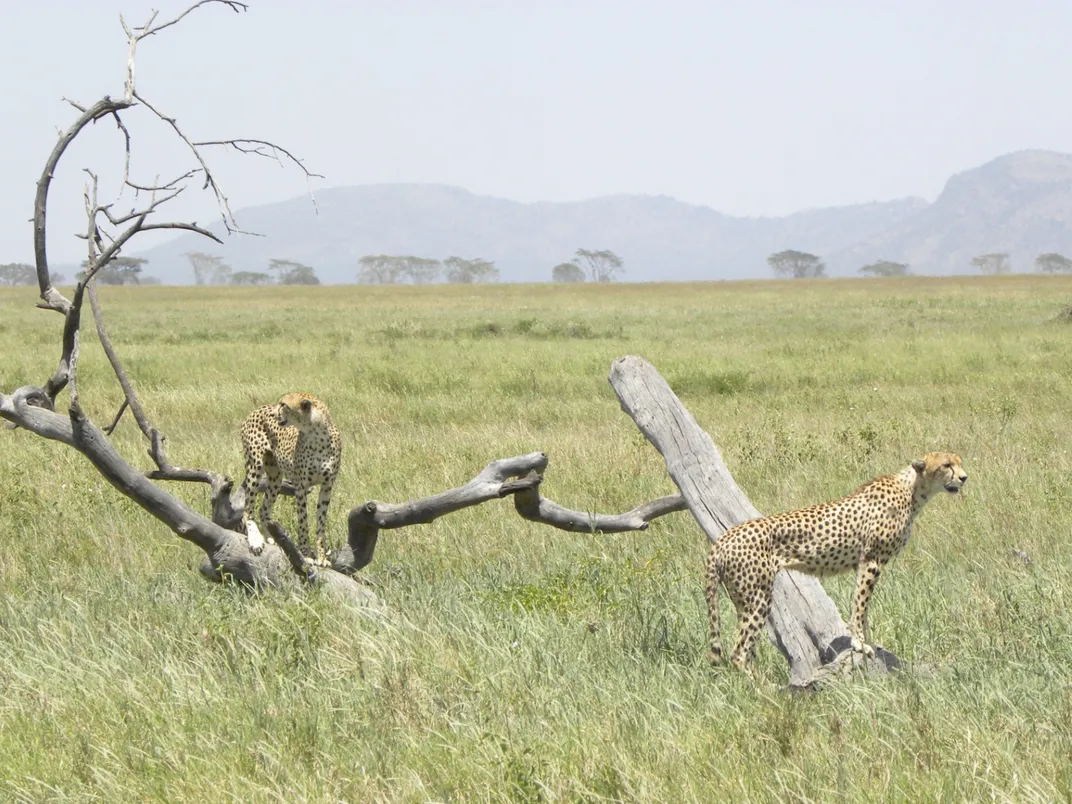 Two cheetahs in a savanna.