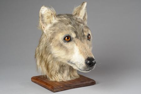 Experts believe the Neolithic dog is the first canine to undergo forensic facial reconstruction