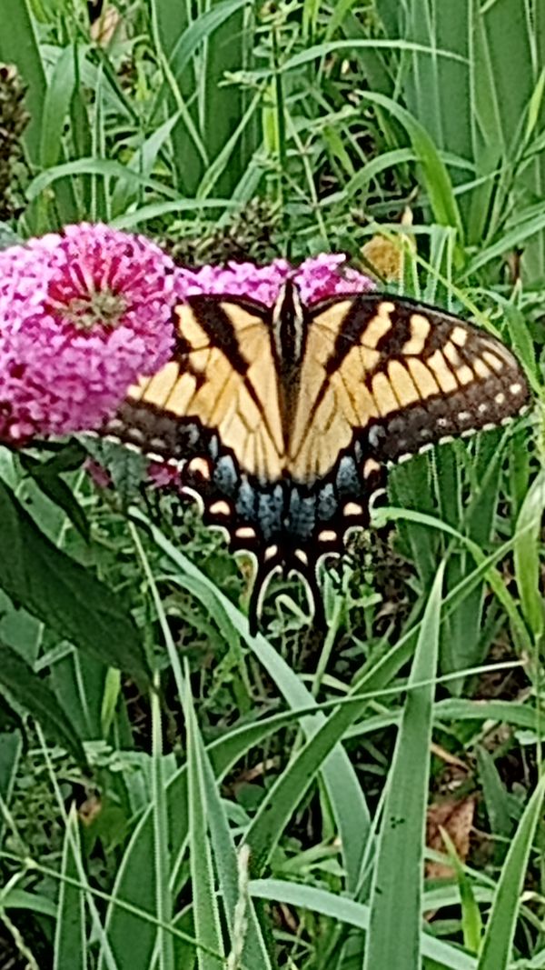 Yellow Swallowtail butterfly enjoying the banquet of a purple butterfly bush flower thumbnail
