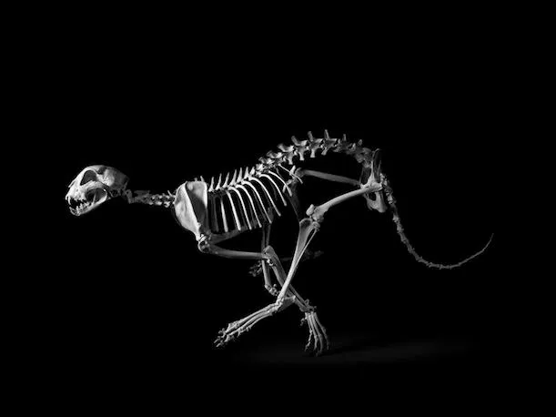 american cheetah skeleton