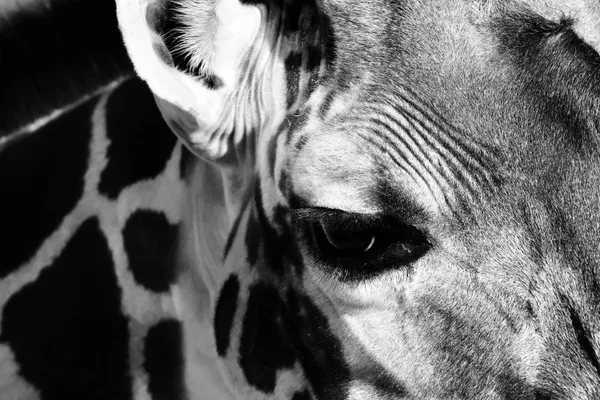 Giraffe eye thumbnail