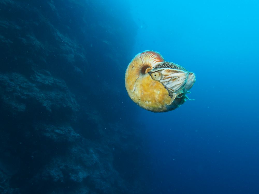 crusty nautilus