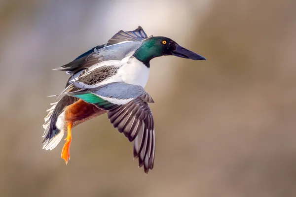 Preparing to Land thumbnail