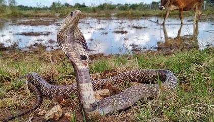 An Inside Look at the Effort to Curb Deadly Snakebites in India