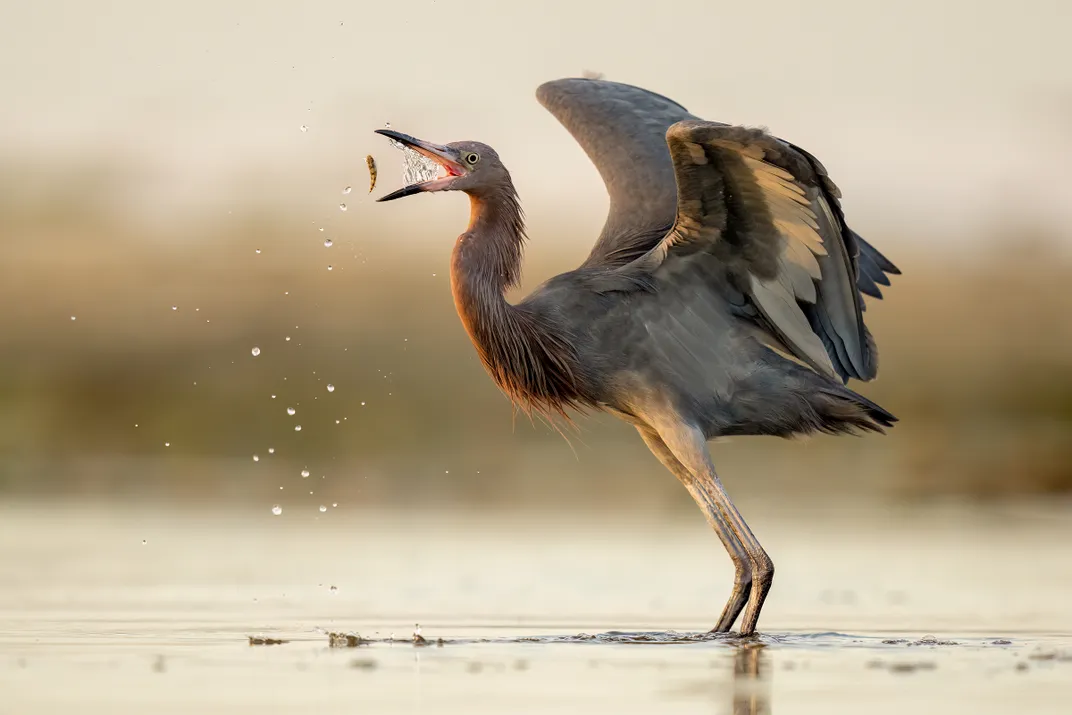 A Reddish Egret stands in shallow water against a blurred yellow background, its body facing left and its wings open behind it. A small fish and water droplets are suspended in the air in front of the bird’s open bill.