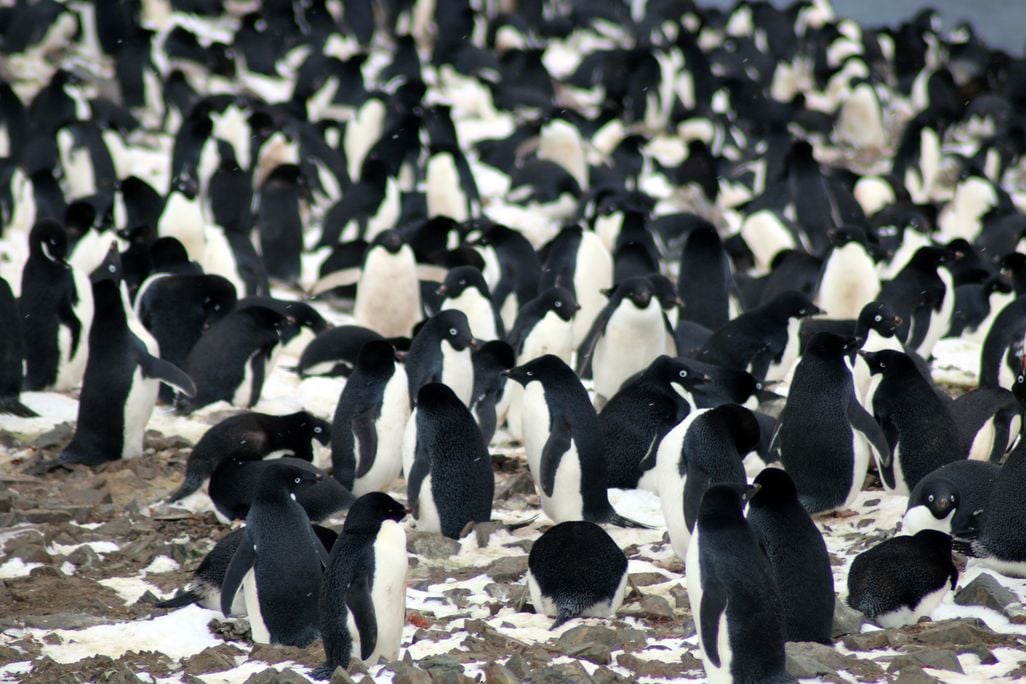 adelie penguin.jpeg