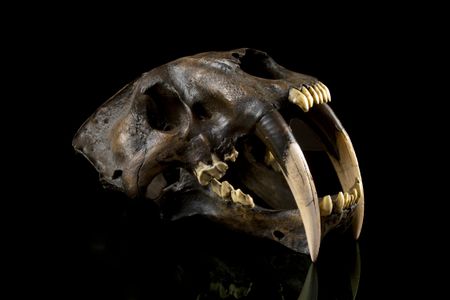 How did the sabertooth cat wield its excess of tooth?