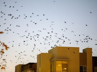 A murder of crows flies around an apartment building in downtown Sunnyvale, California.