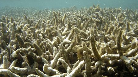 Coral bleaching off Reunion Island in the Indian Ocean.