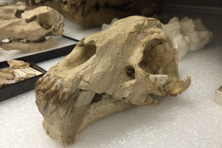 A Hoplophoneus pseudo-cat skull in the collections of the Natural History Museum of Utah.