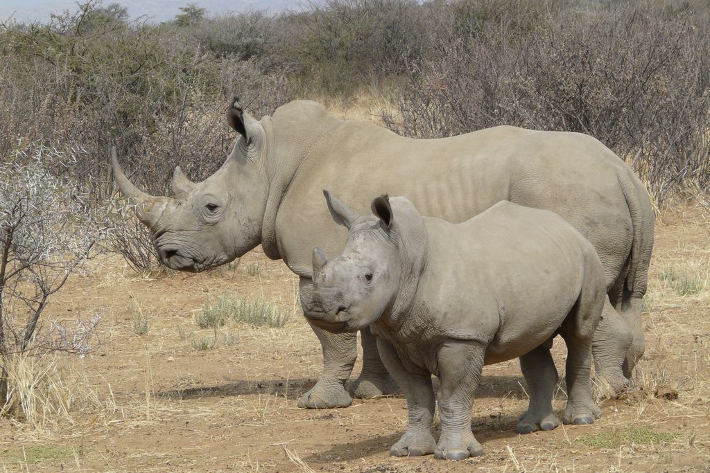rhino.jpg